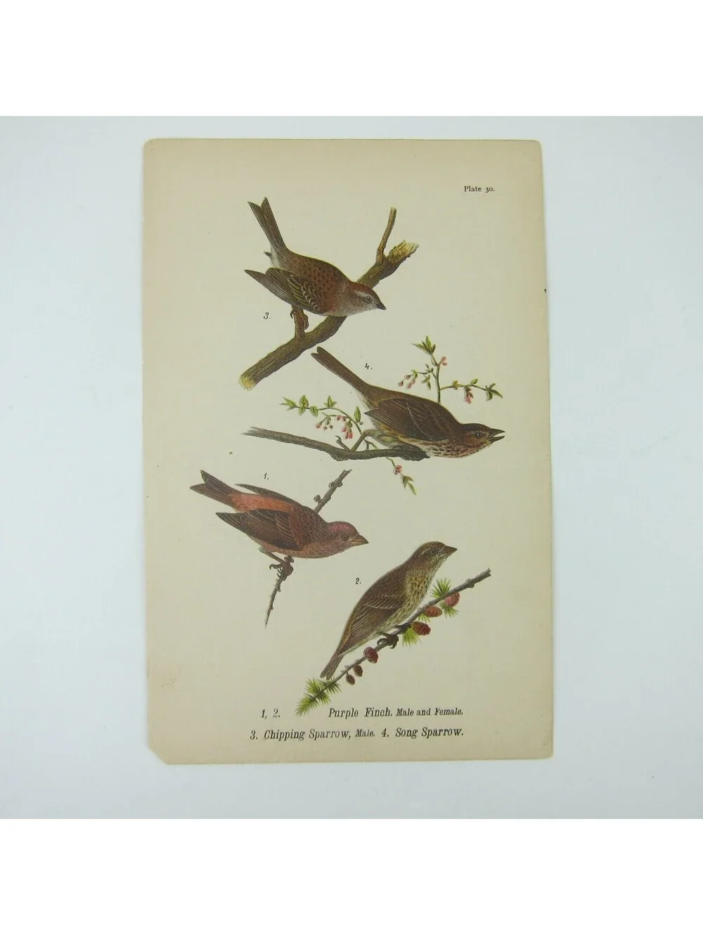 Bird Print After John James Audubon Purple Finch Chipping & Song Sparrow Antique